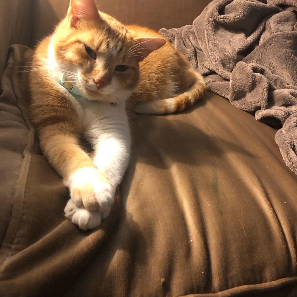 Pumpkin says hi!  😻🐈